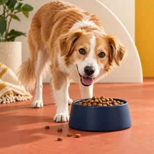 Dog Food