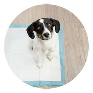 Puppy Pads for sale