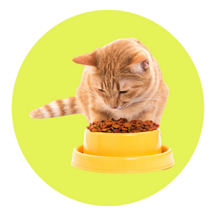 best cat food ireland