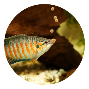 Fish Food