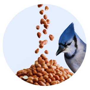 Bird Peanuts
