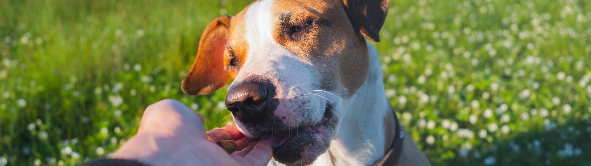 when can you start giving your puppy treats