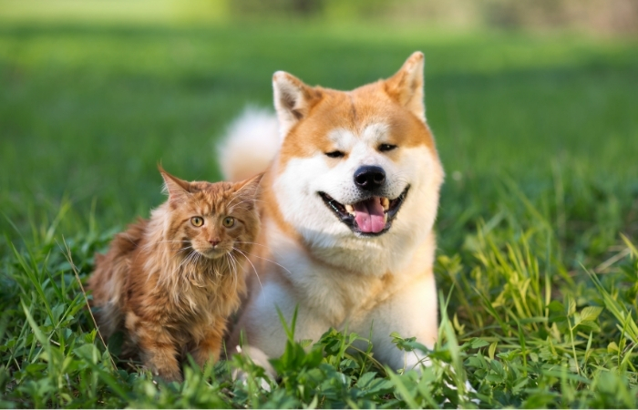 Shop pet products online in Ireland