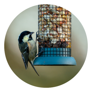 Wild Bird Feeder