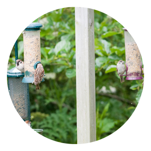 Feeding Stations & Accessories