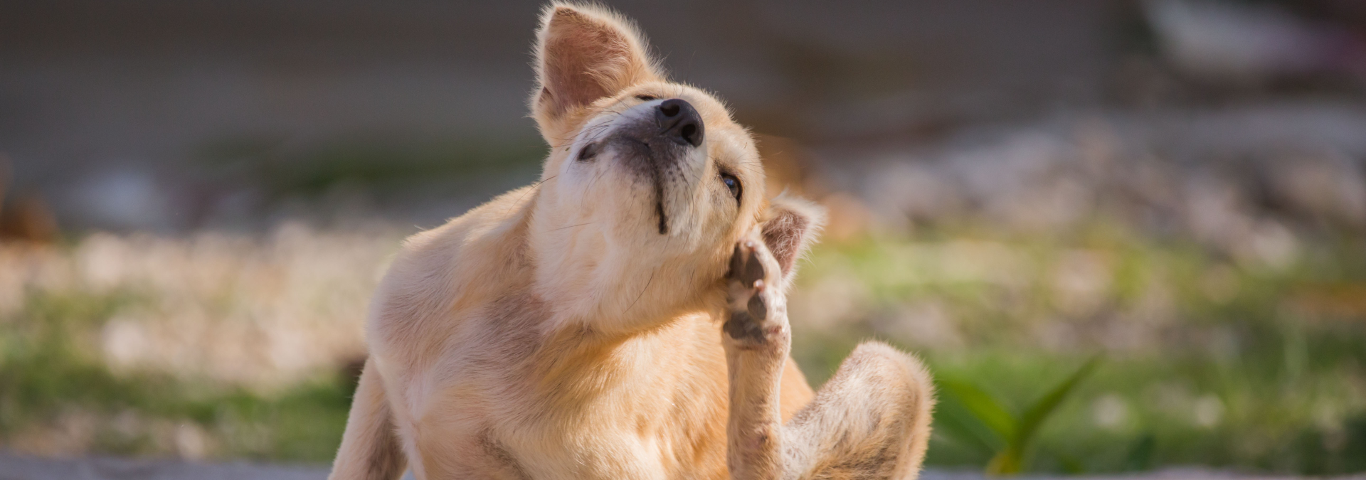 Ultimate Guide to Treating Fleas on Dogs Petworld Pet Expert