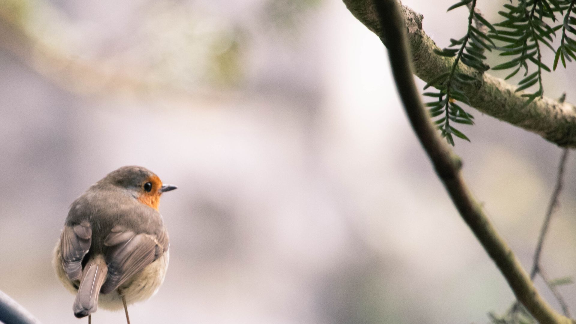 Attracting Wild Birds To Your Garden