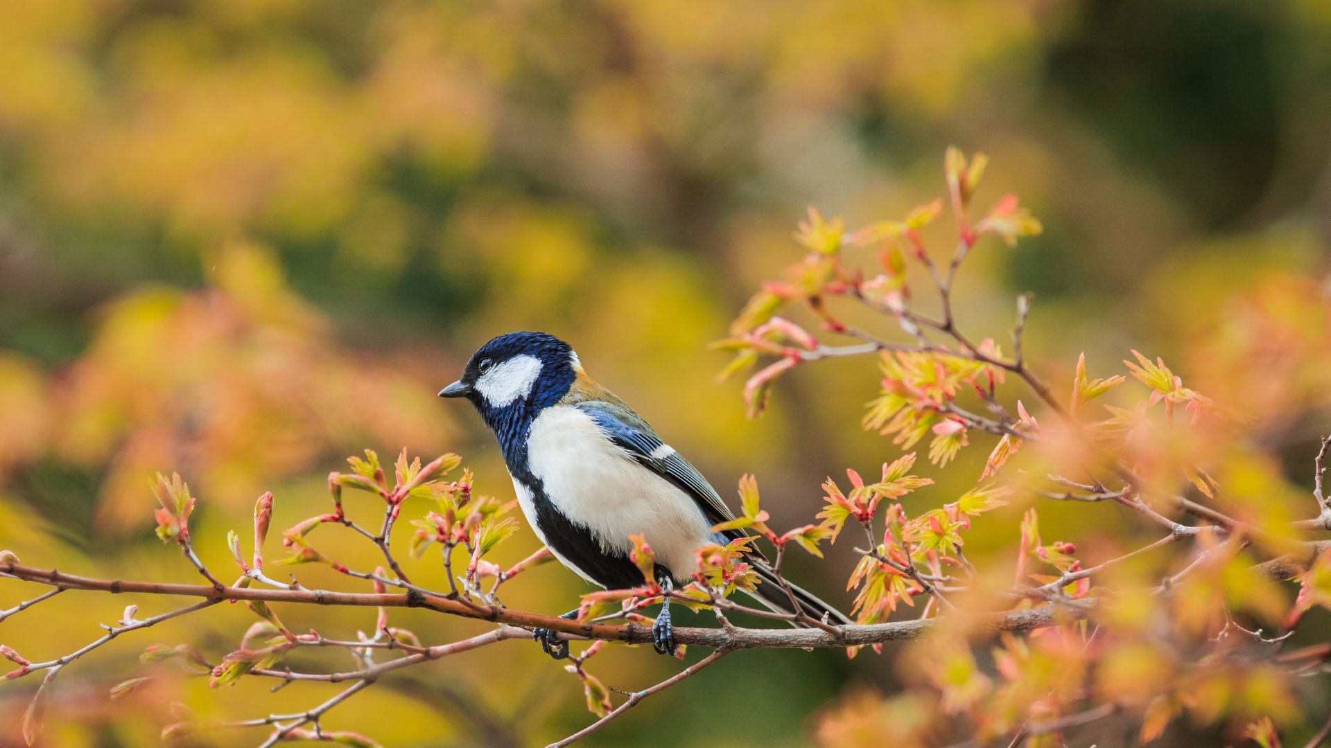 How To Attract Wild Birds To Your Garden