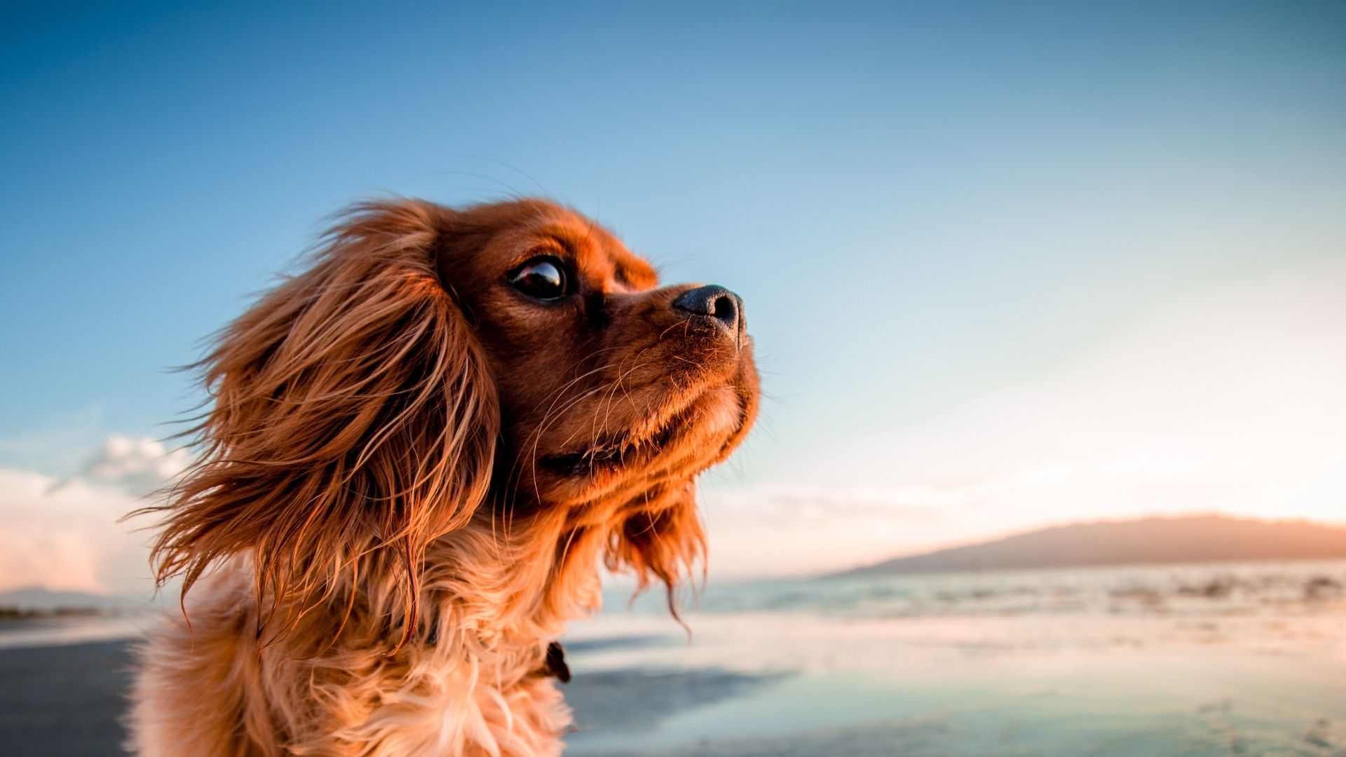 Biodegradable Dog Poo Bags