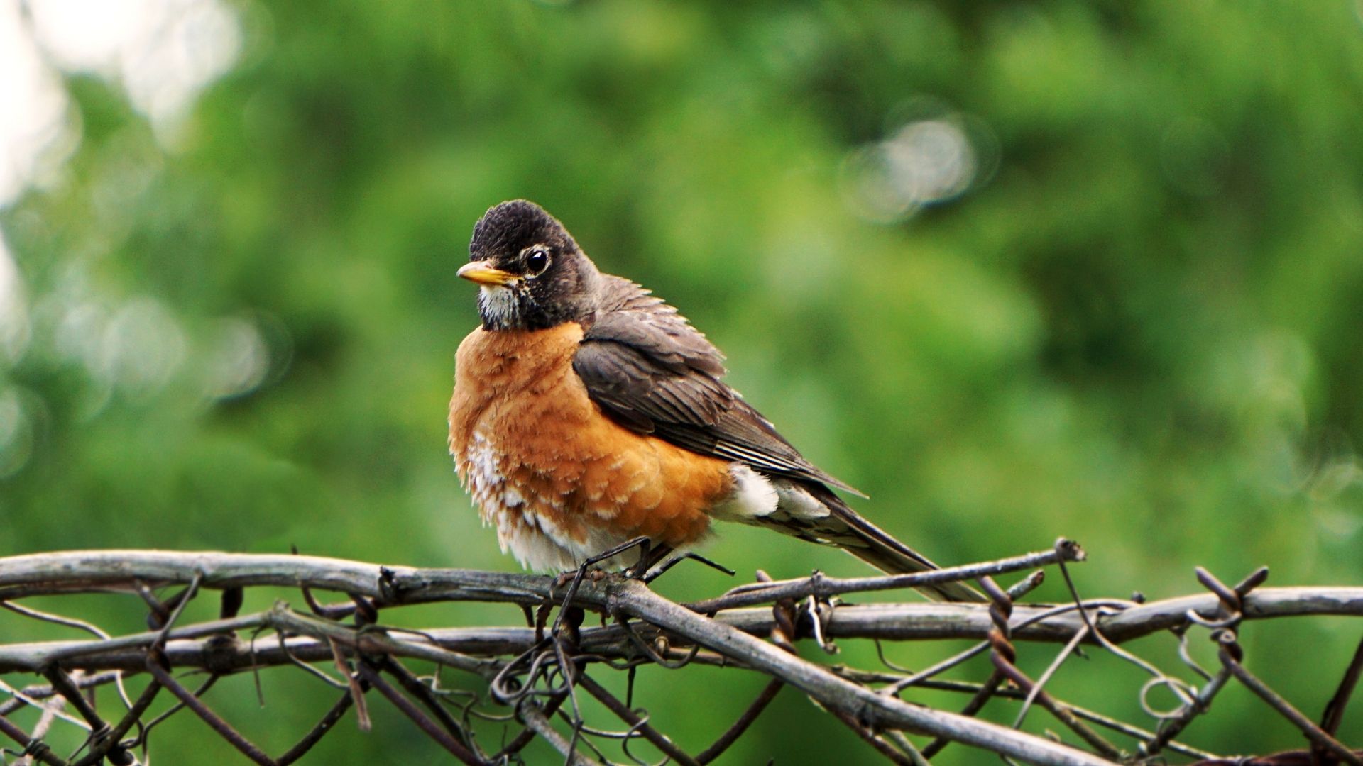 Top Tips For Caring For Wild Birds