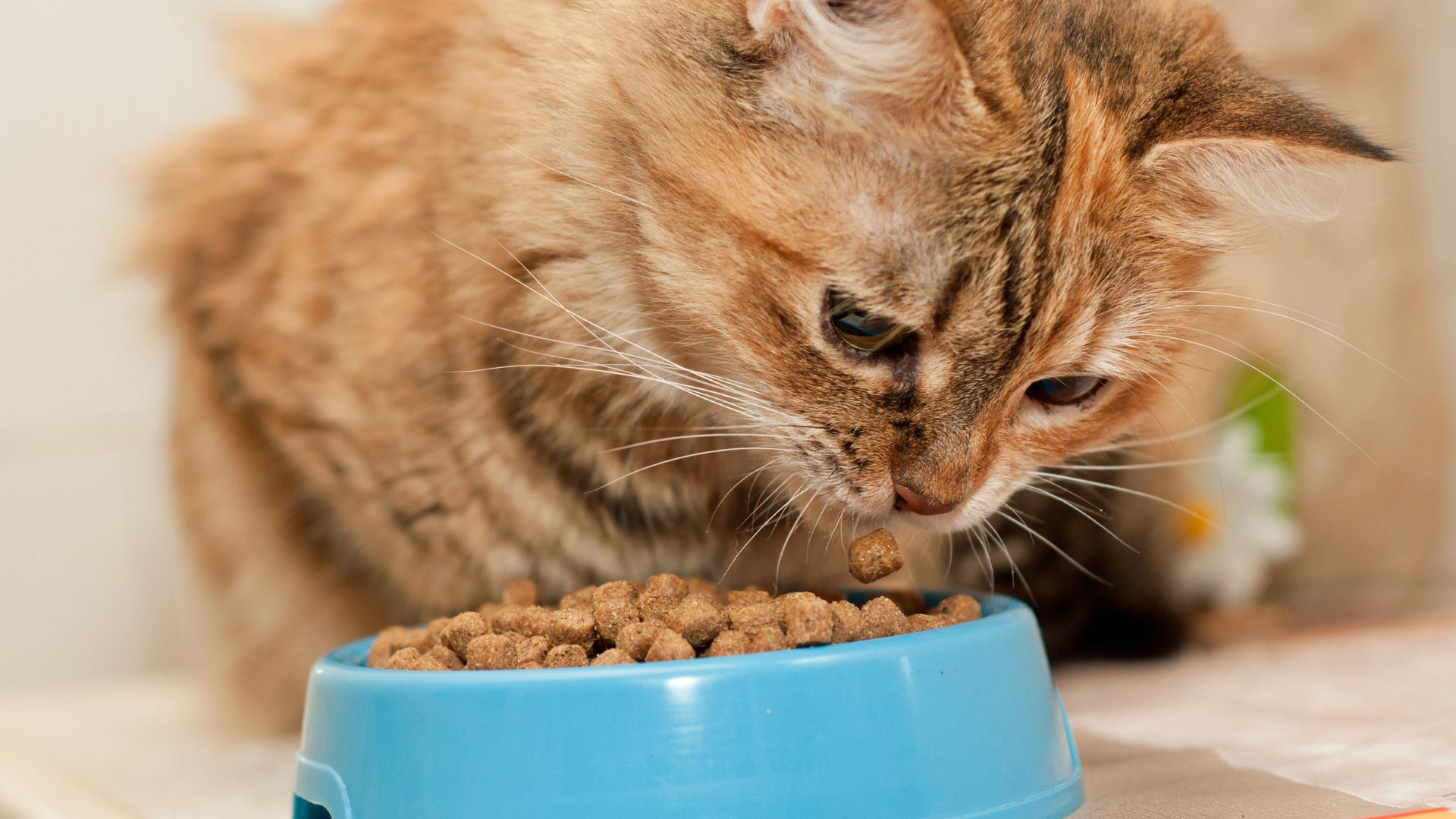 Advice On Your Cats Nutrition