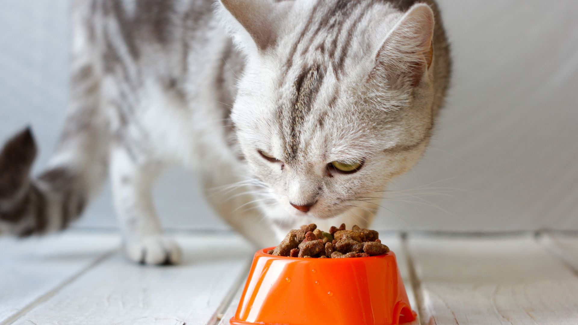 Guide To Cat Nutrition 