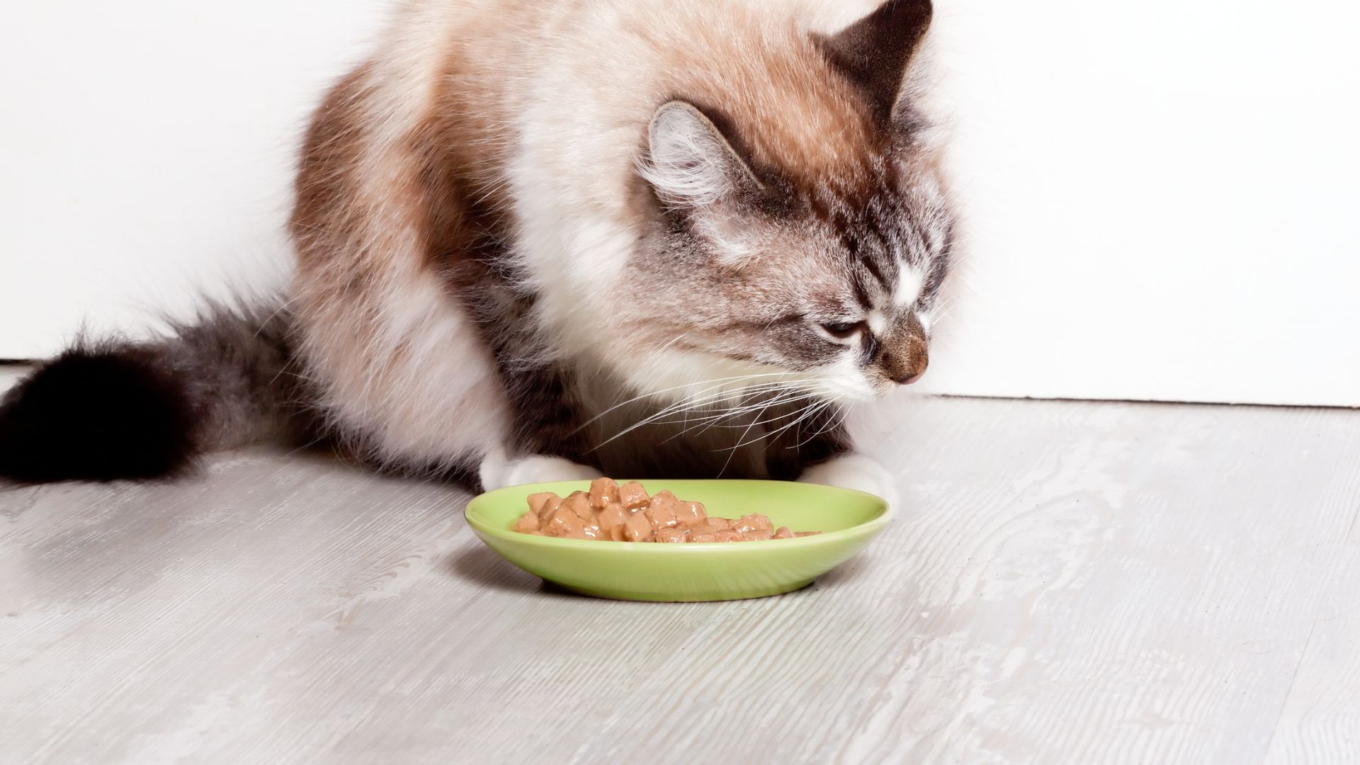 Do You Want To Know More About Cat Nutrition?