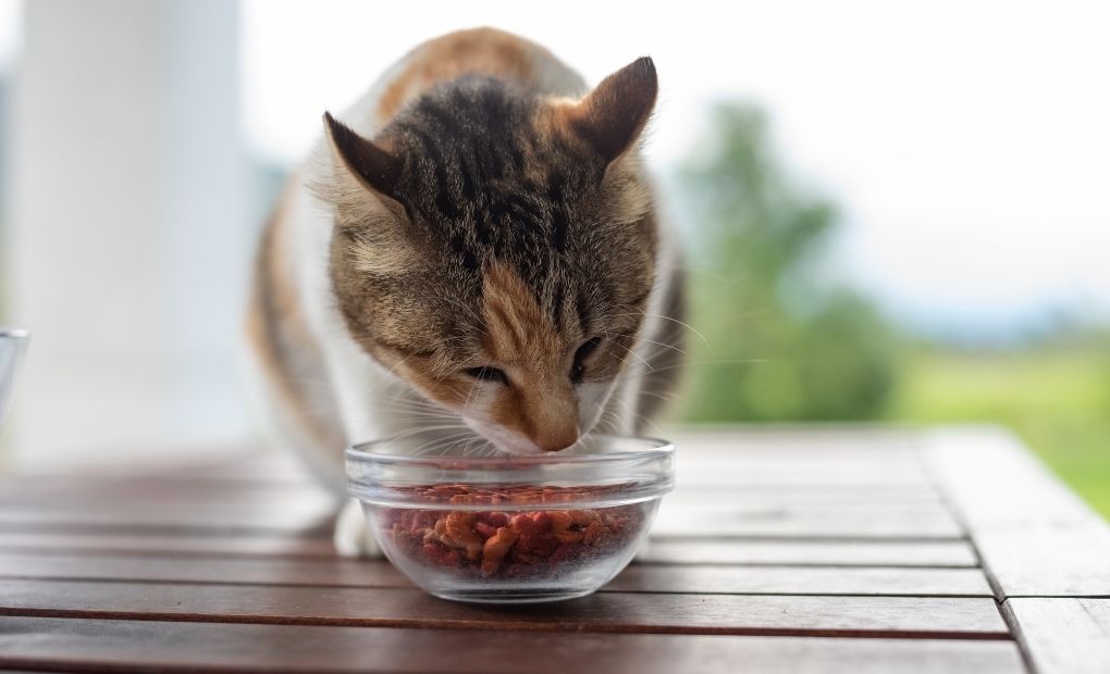Choosing The Best Cat Food Blog
