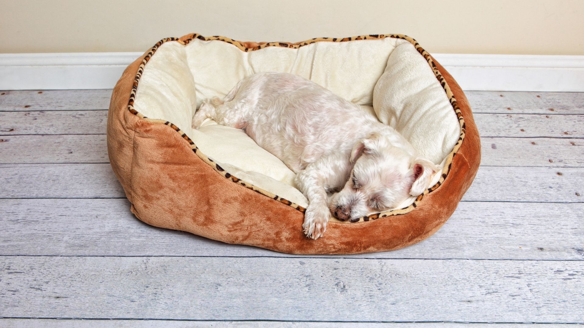 Let Pet World Help You Pick The Right Dog Bed