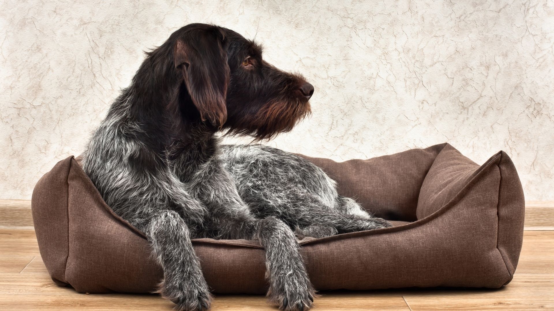 Choosing The Right Dog Bed