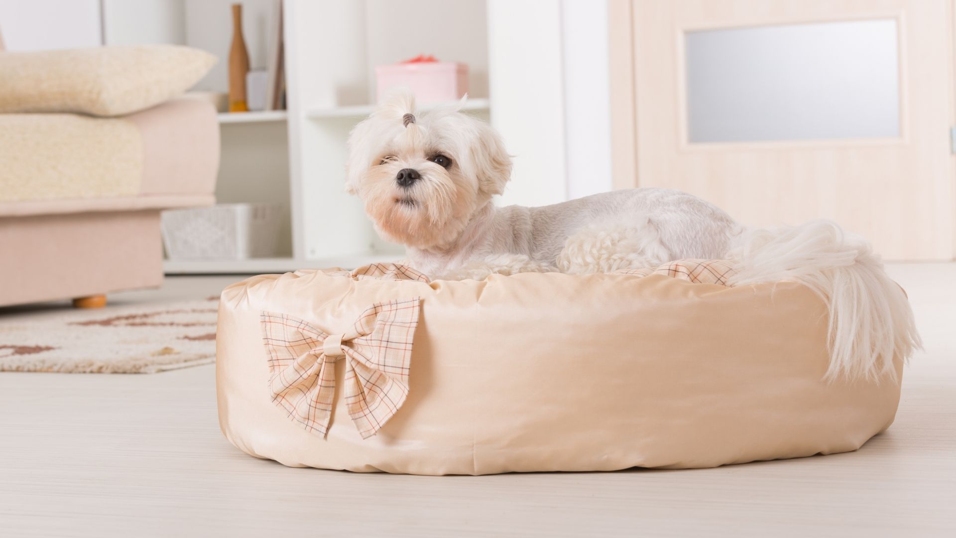 Choosing The Best Bed For Your Dog