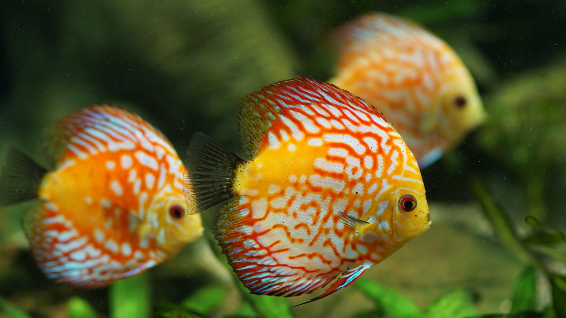 Are You Looking To Choose The Best Aquarium For Your Fish?
