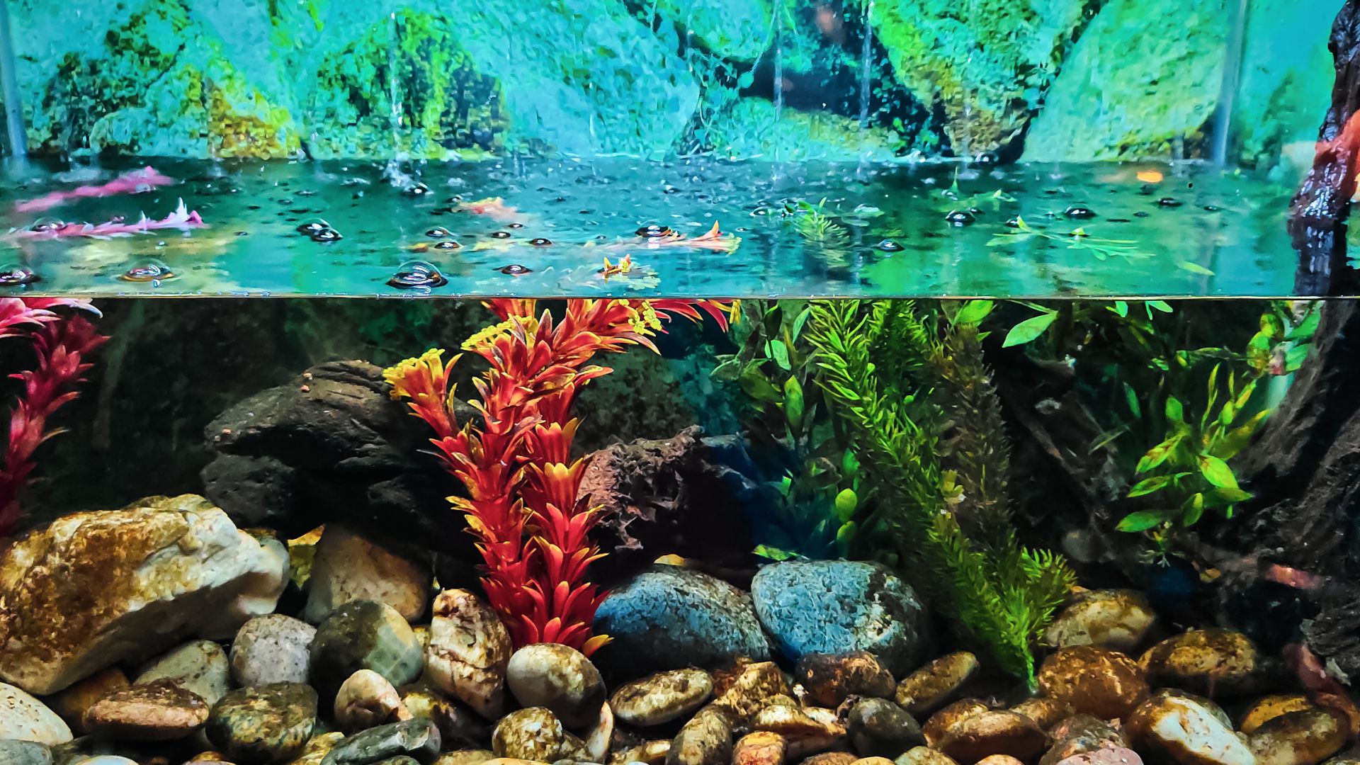 Choosing The Best Aquarium For Your Fish