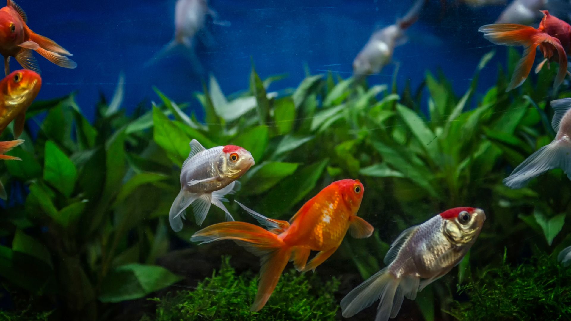 Guide To Best Aquarium For Your Fish