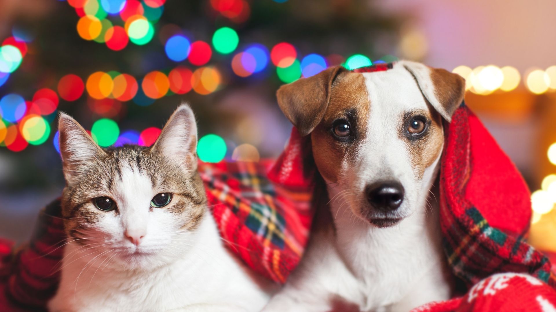 Christmas Tips For Your Pet This Holiday Season