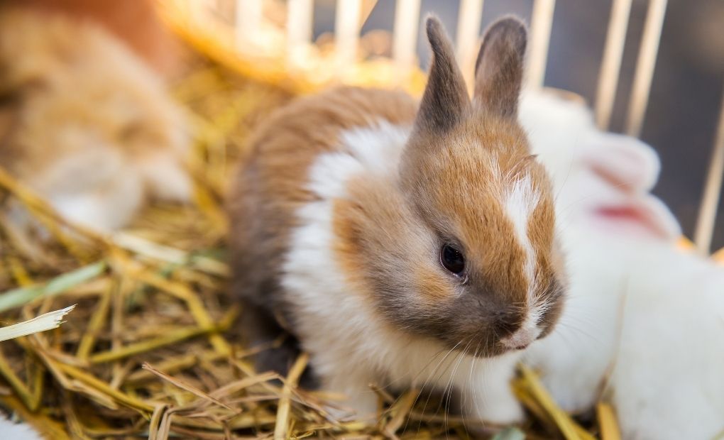 Top Tips on How to Clean A Rabbit Cage and Hutch