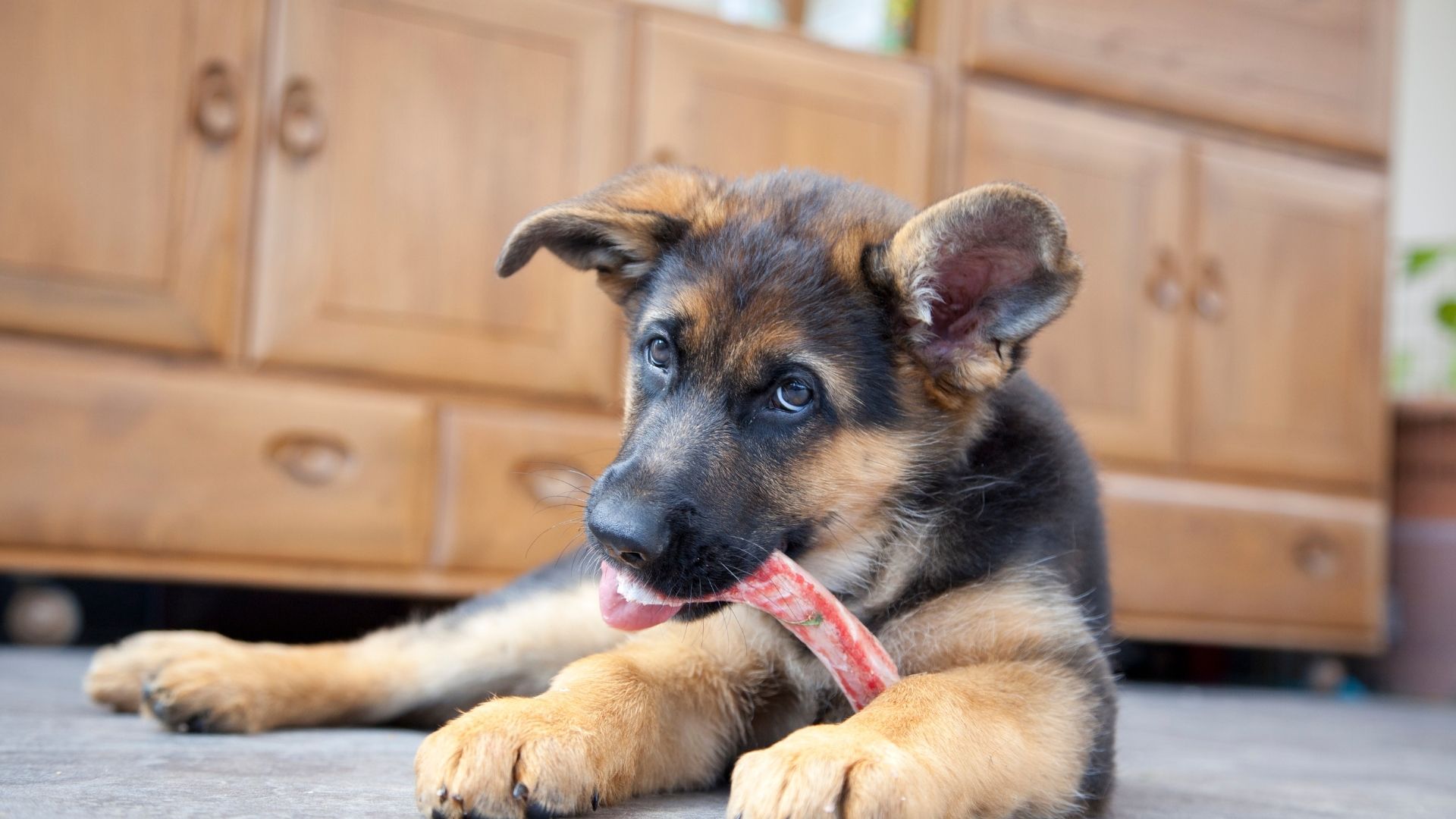 Benefits Of Crate Training Your Puppy