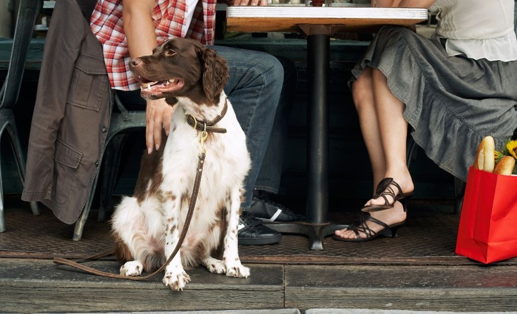 Hotels in Ireland that are Pet-Friendly