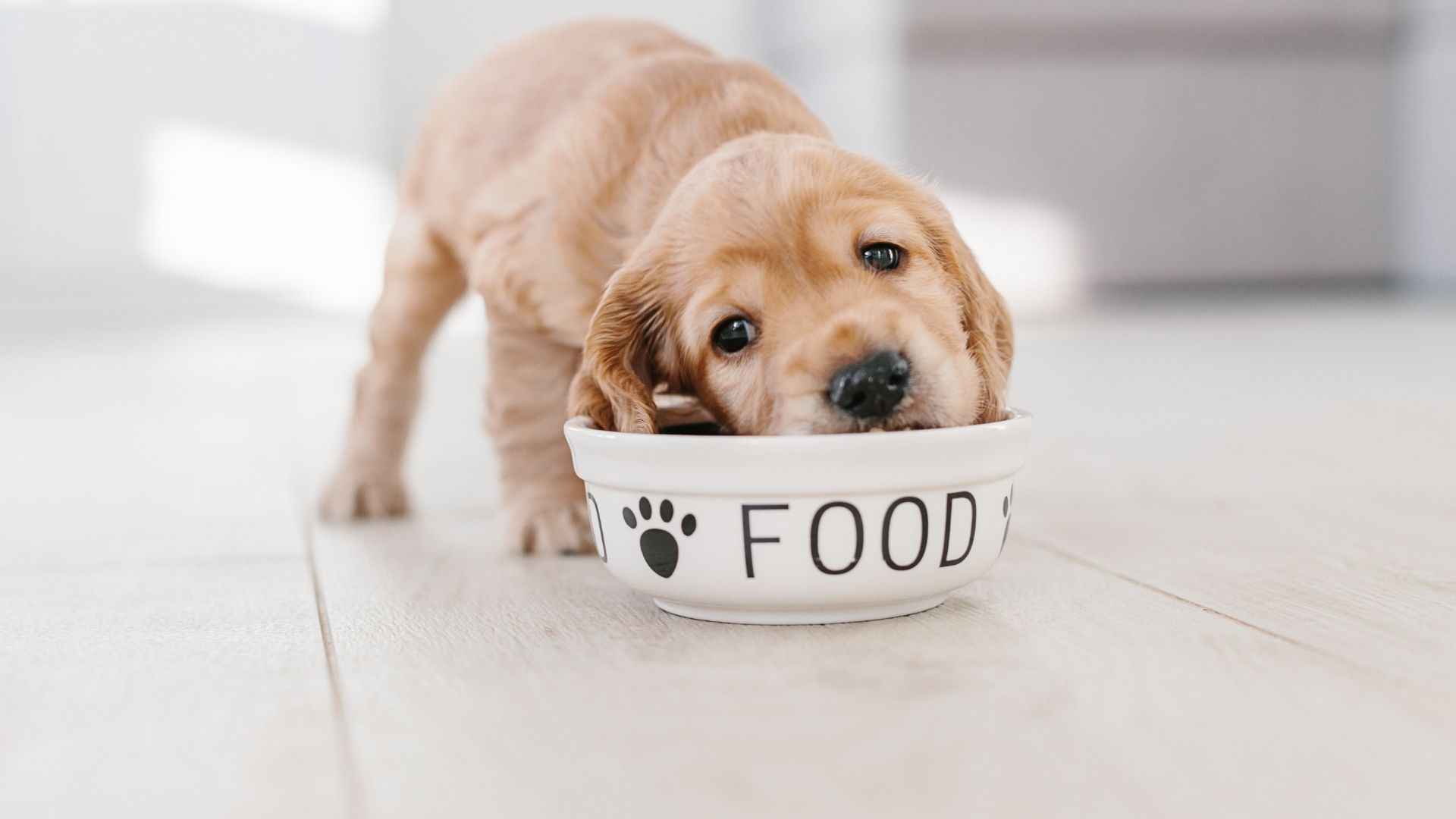 Guide To Your Dogs Nutrition