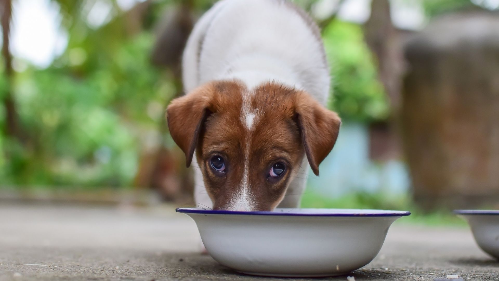 Guide To Your Dogs Nutrition