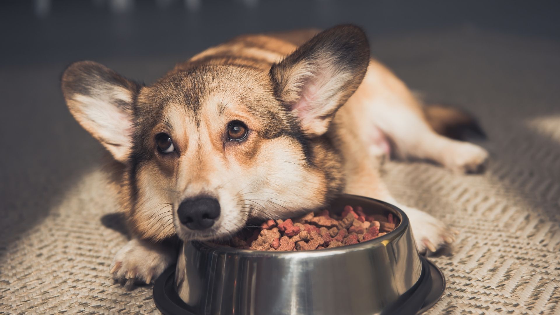 Top Tips To Good Dog Nutrition