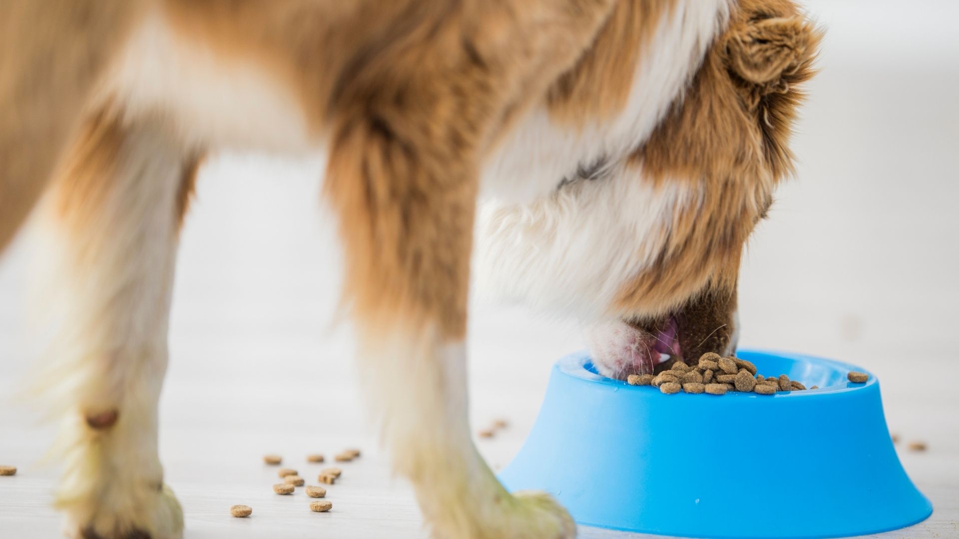 Pet Expert Advice On Good Dog Nutrition