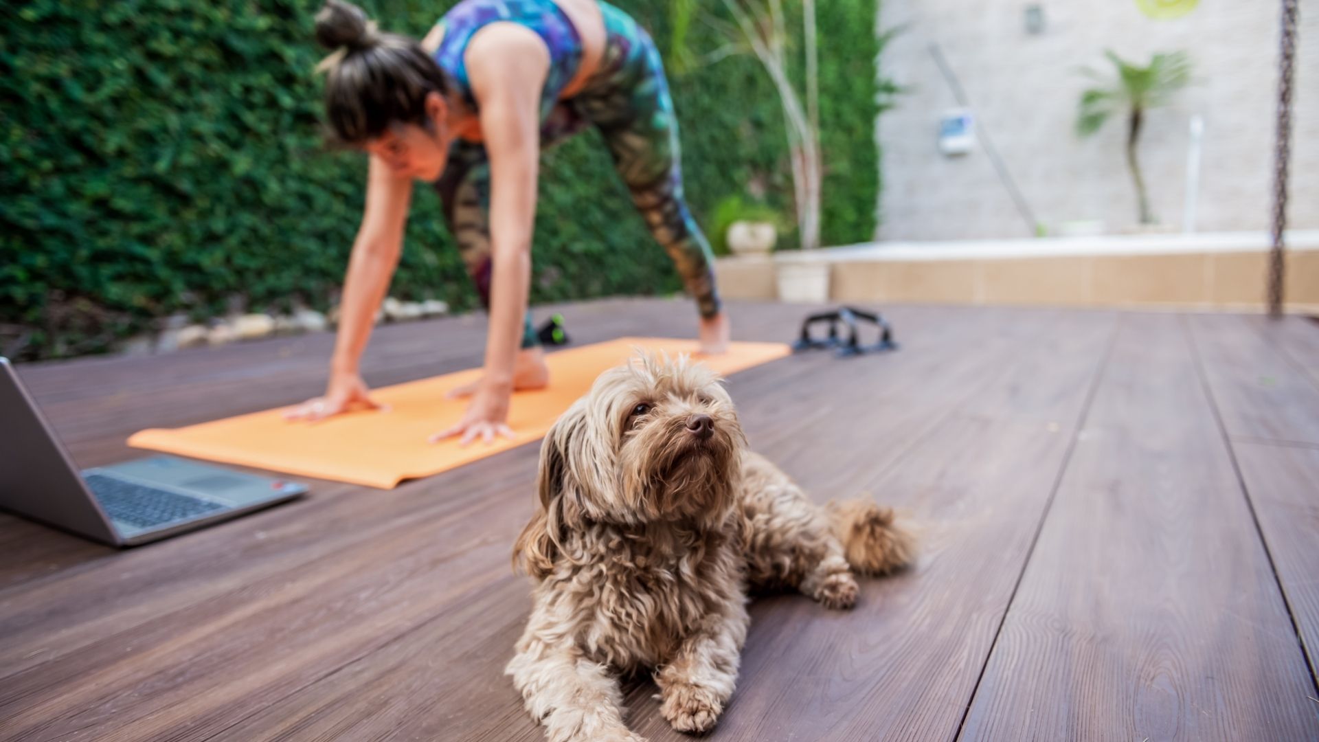 Exercising With Your Dog