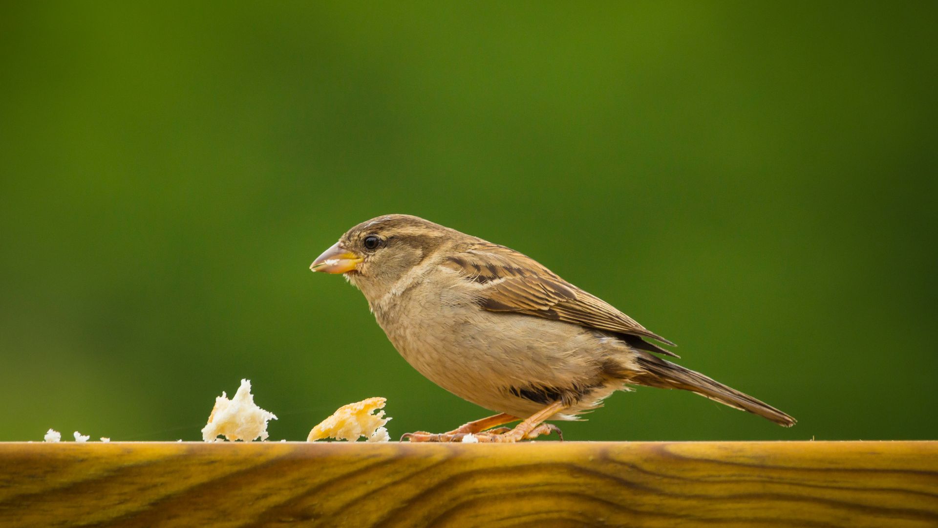 Guide To Feeding Wild Birds