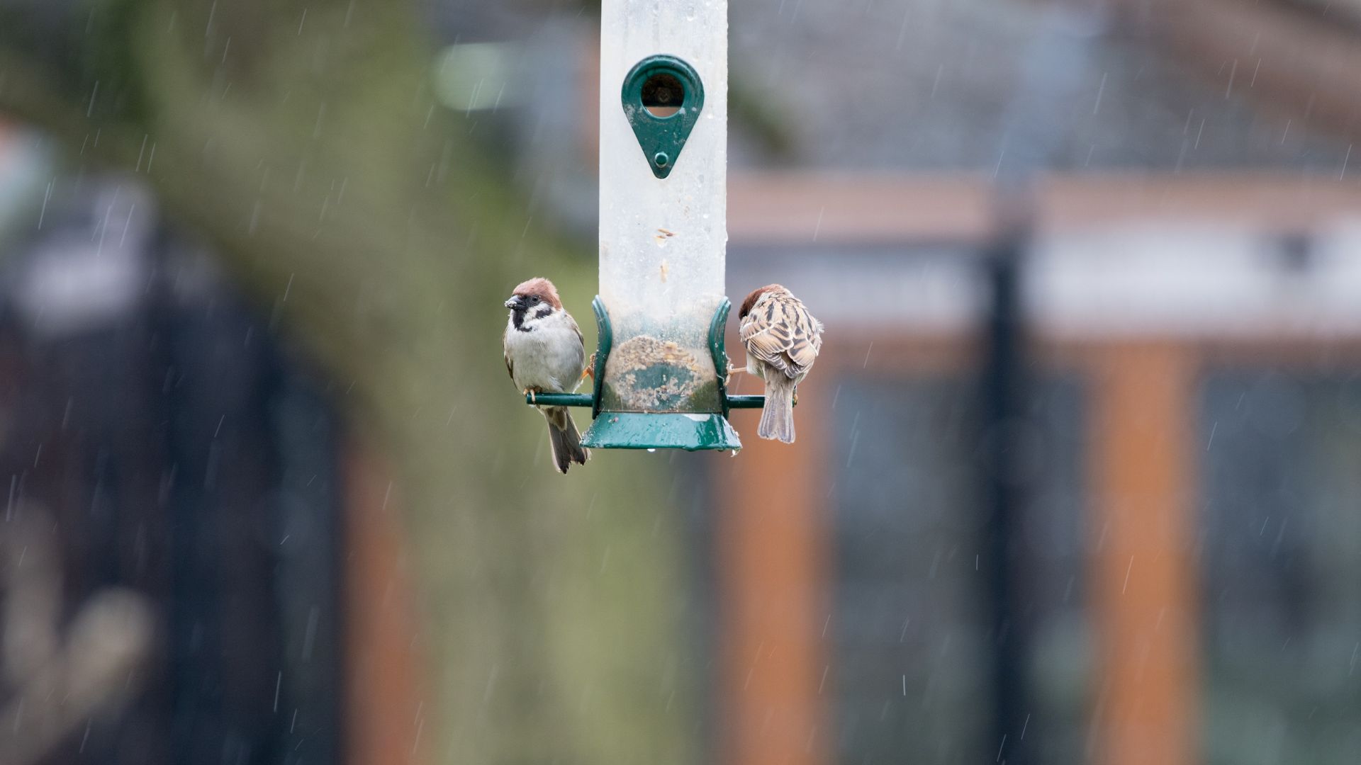 Feeding Wild Birds