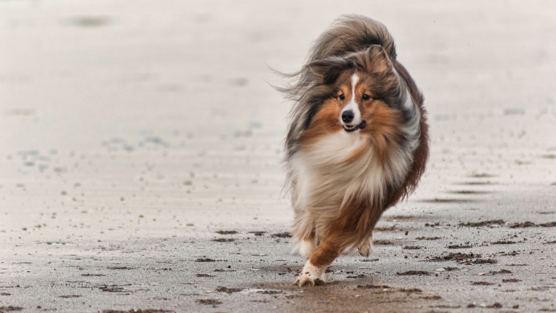 Grooming Long Haired Dogs