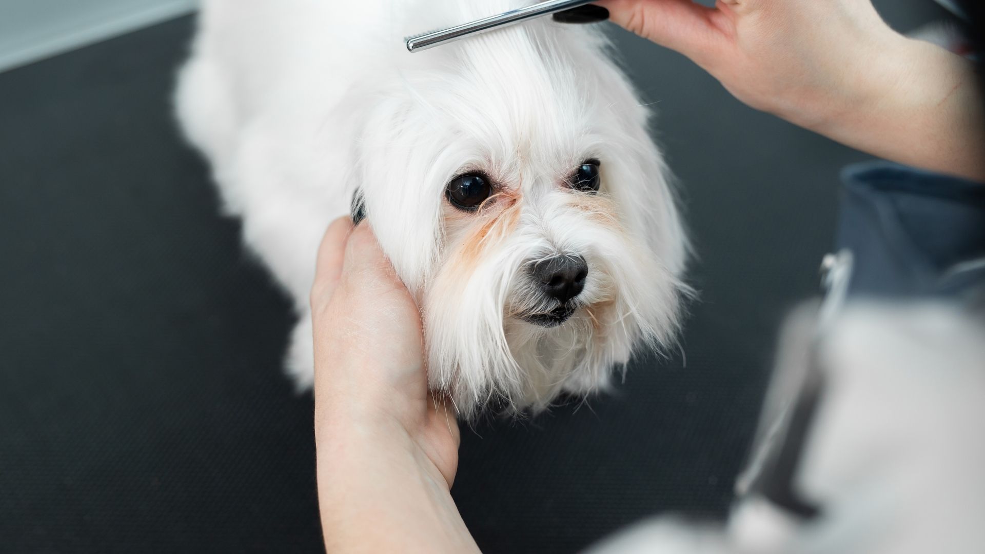 Grooming A Dog At Home Petworlddirect