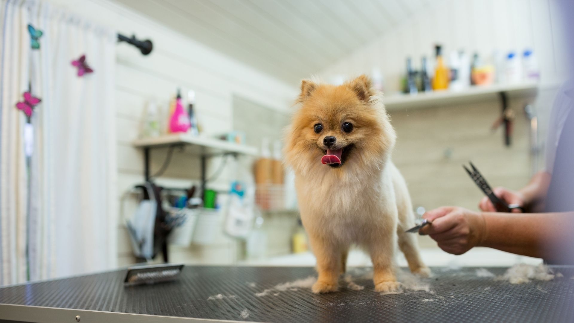 Tips And Tricks To Grooming Your Dog At Home