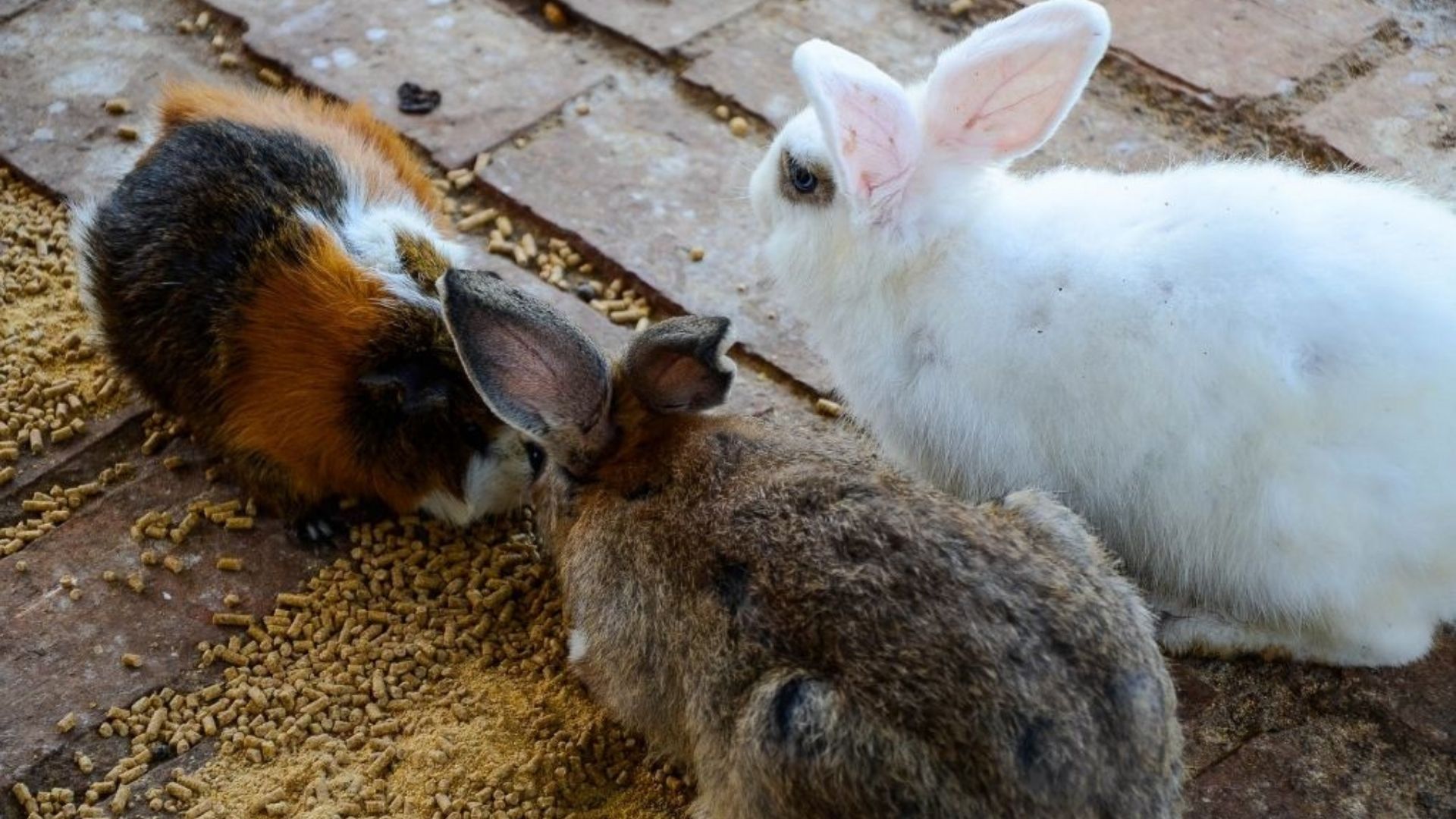 Rabbit & Guinea Pigs Guide To Checking Their Health