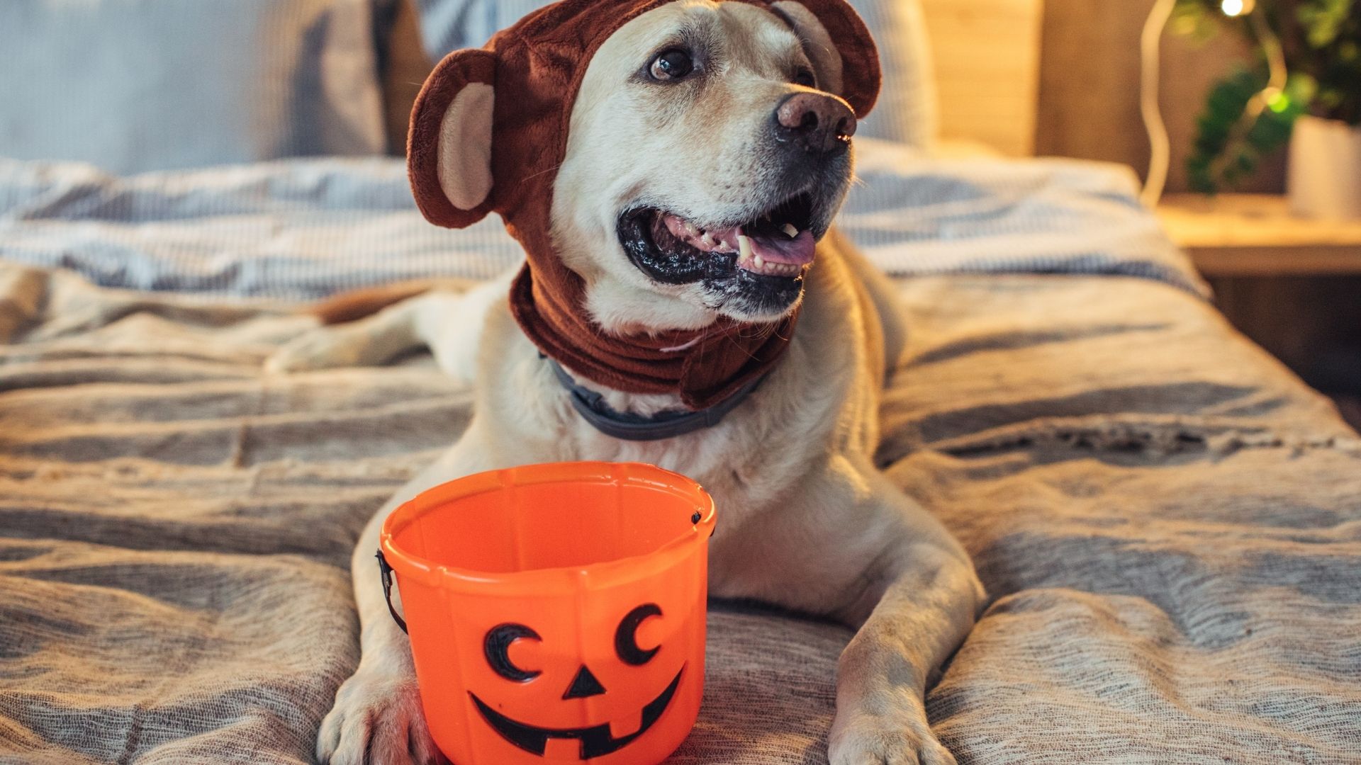 Halloween Tips For Your Pet