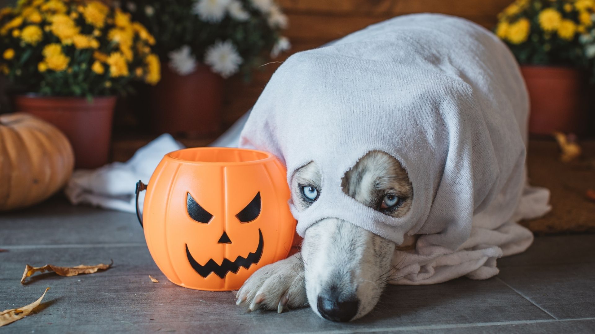 Need Help With Your Pet During Halloween?