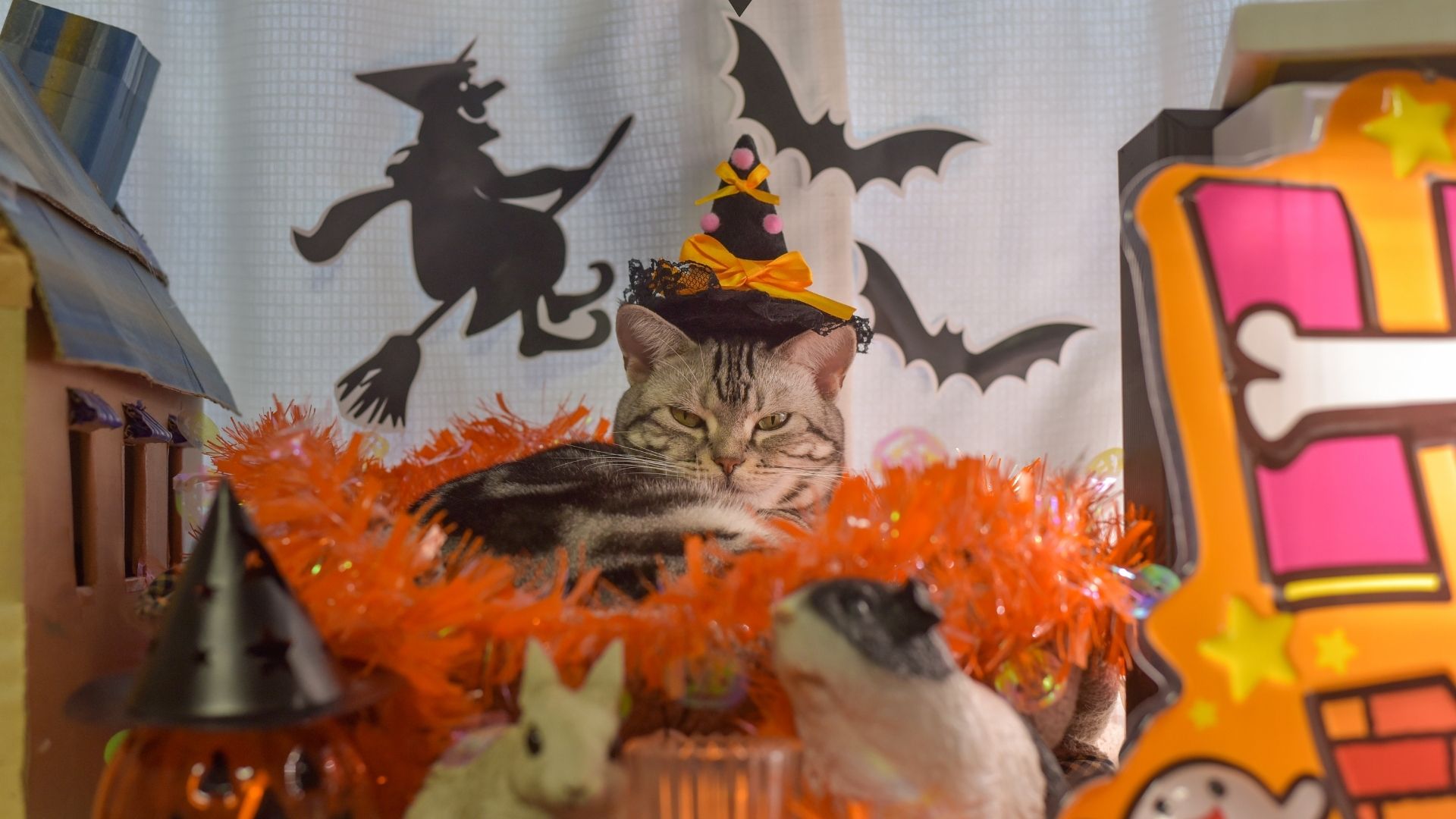 Guide To Halloween With Your Pet