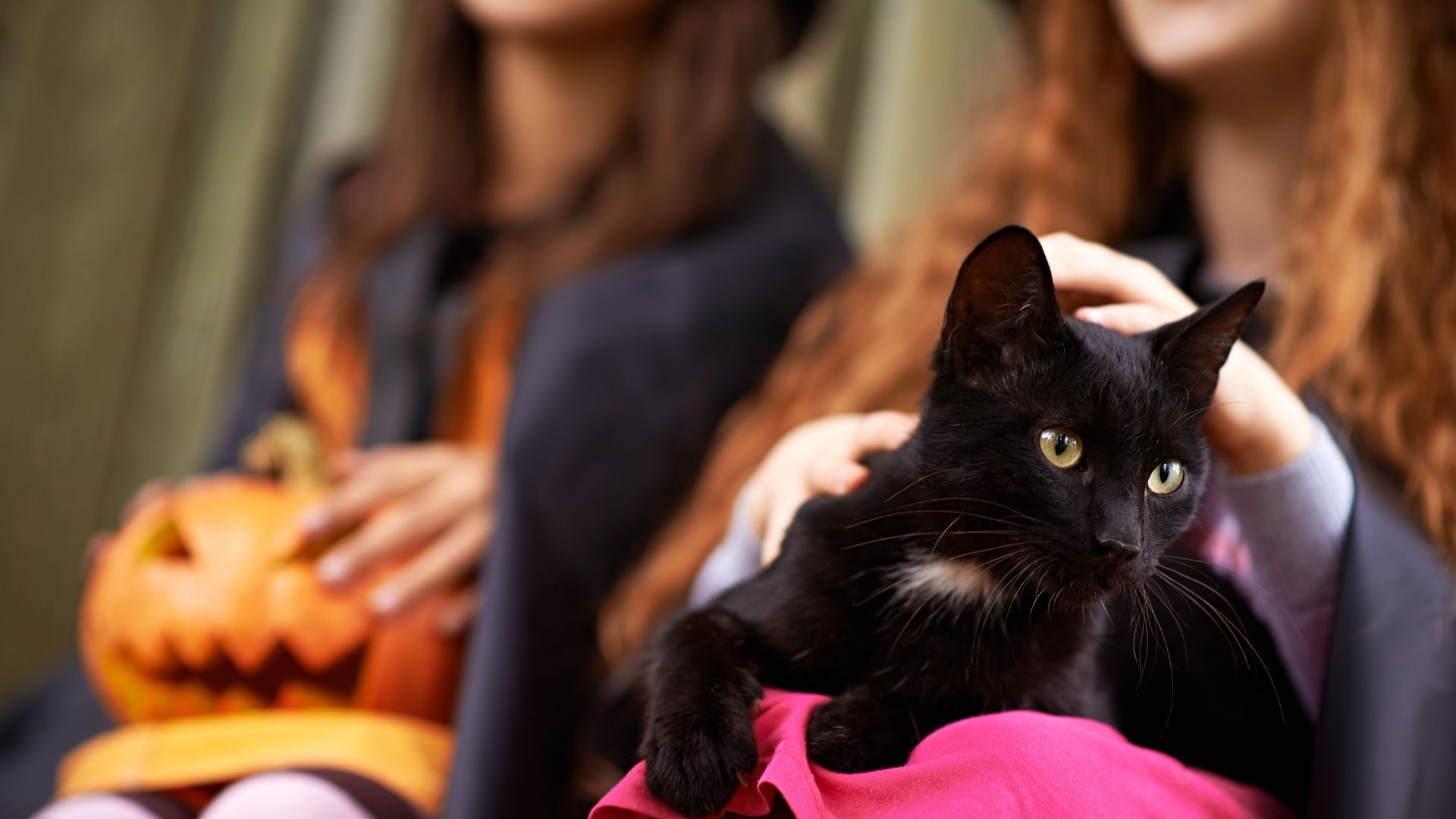 How To Care For Your Pet During Halloween