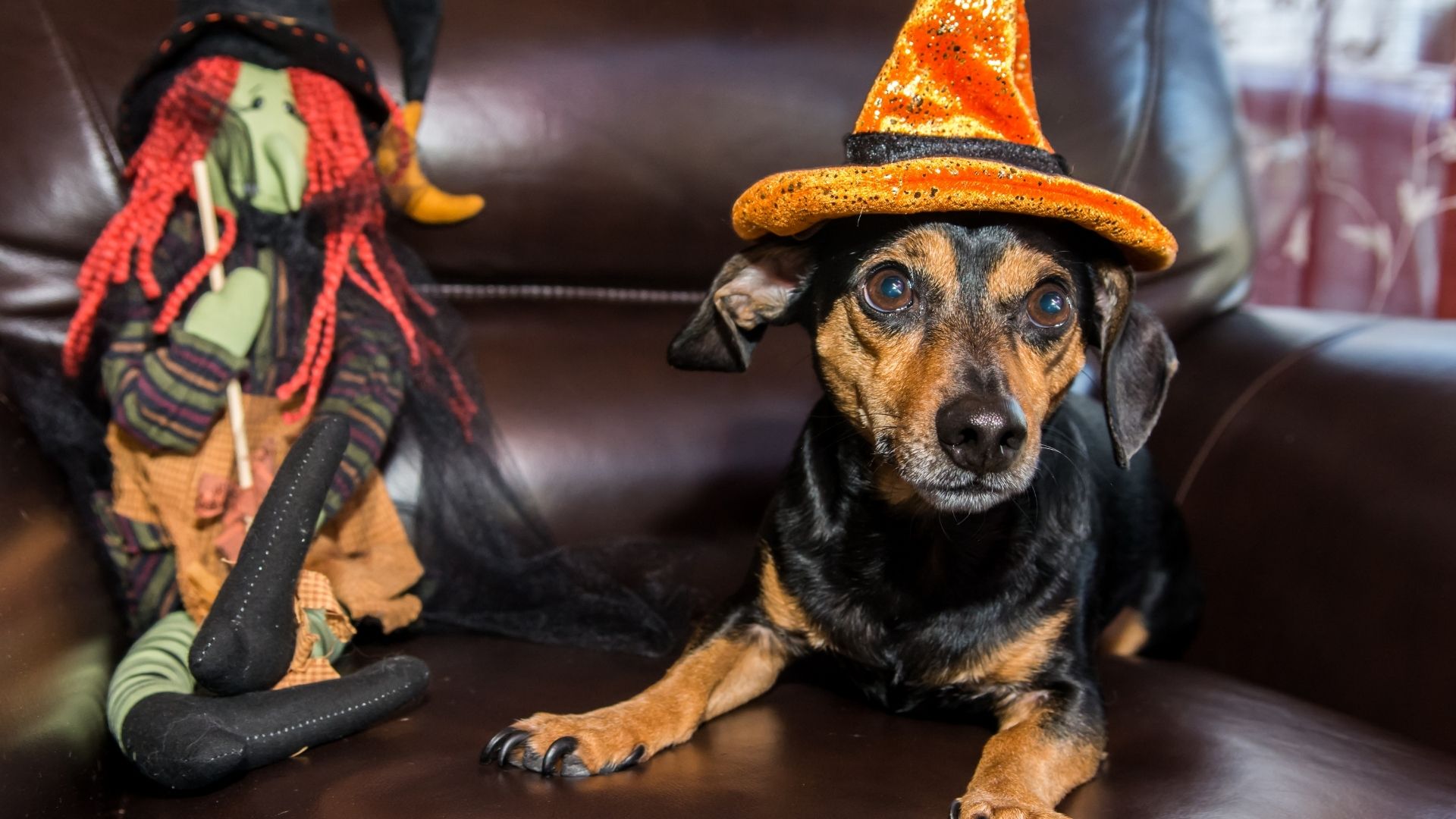 Help Your Pet This Halloween