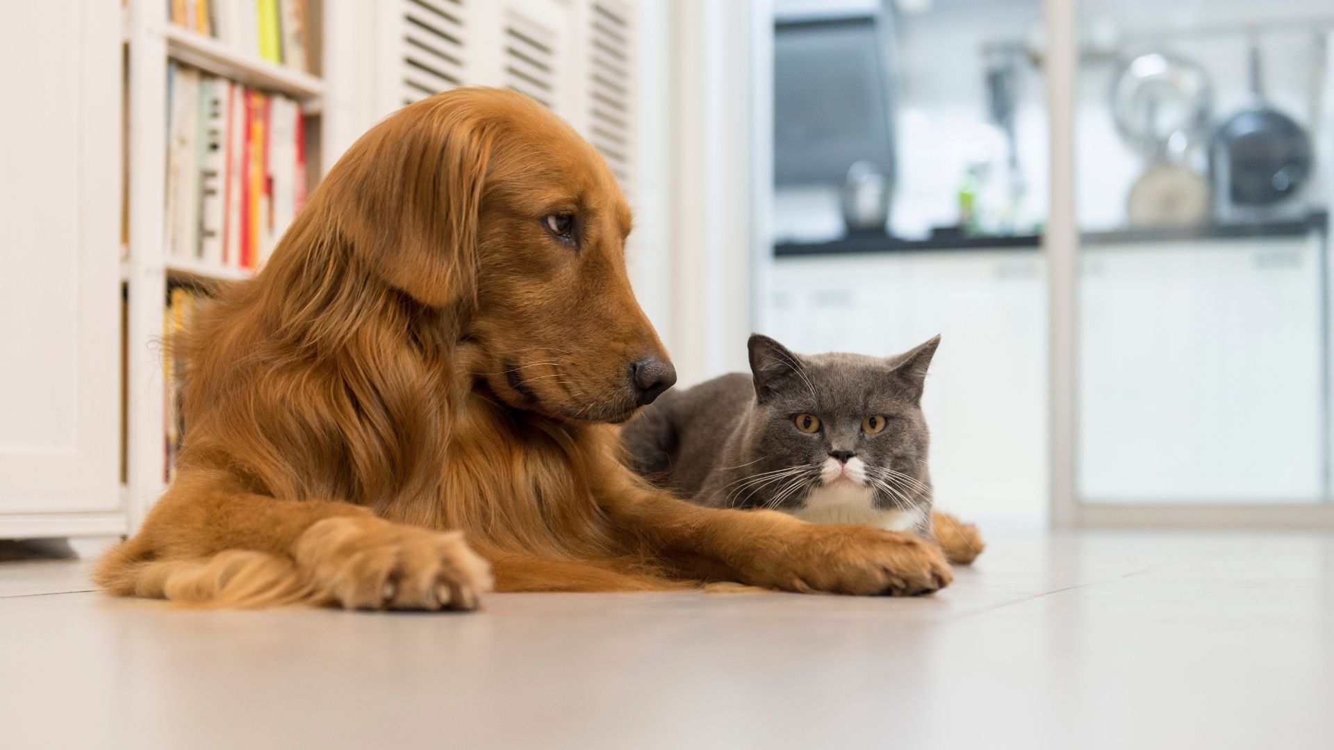 Products For Your Pets Health And Wellness