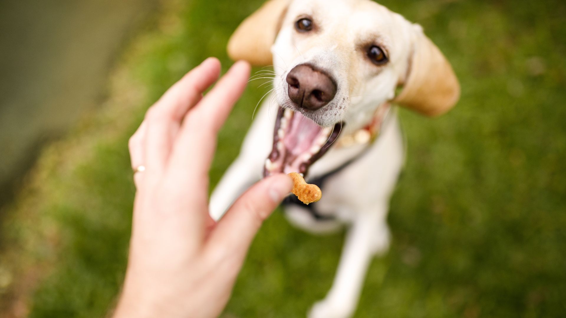 Tips On Giving Your Dog Treats