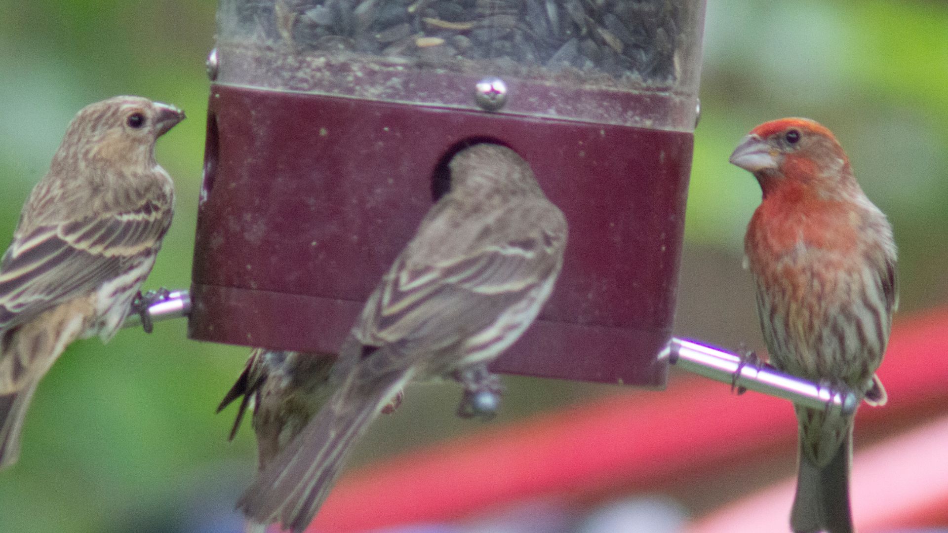 Wild Bird Presence In Your Garden During Winter