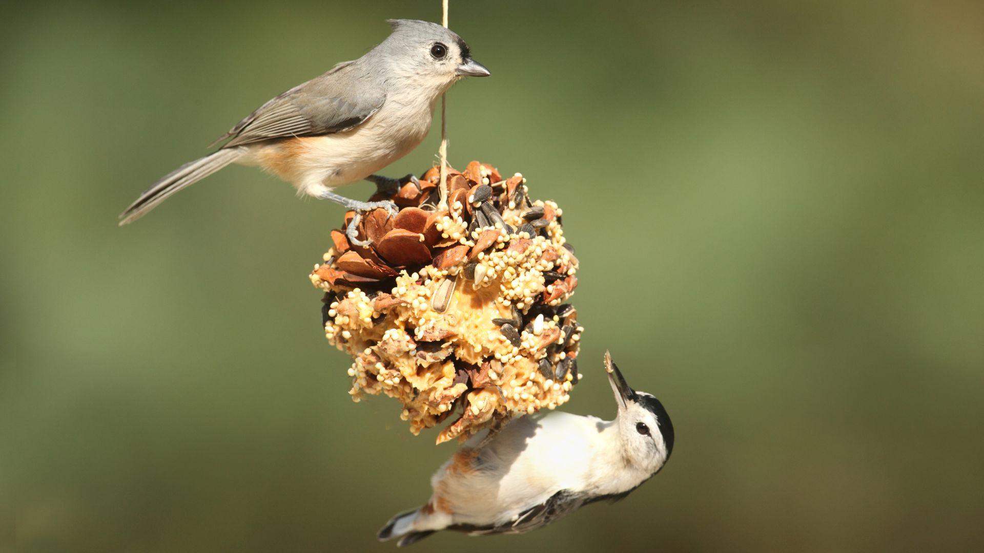 How Can I Sustain A Wild Bird Presence During Winter?