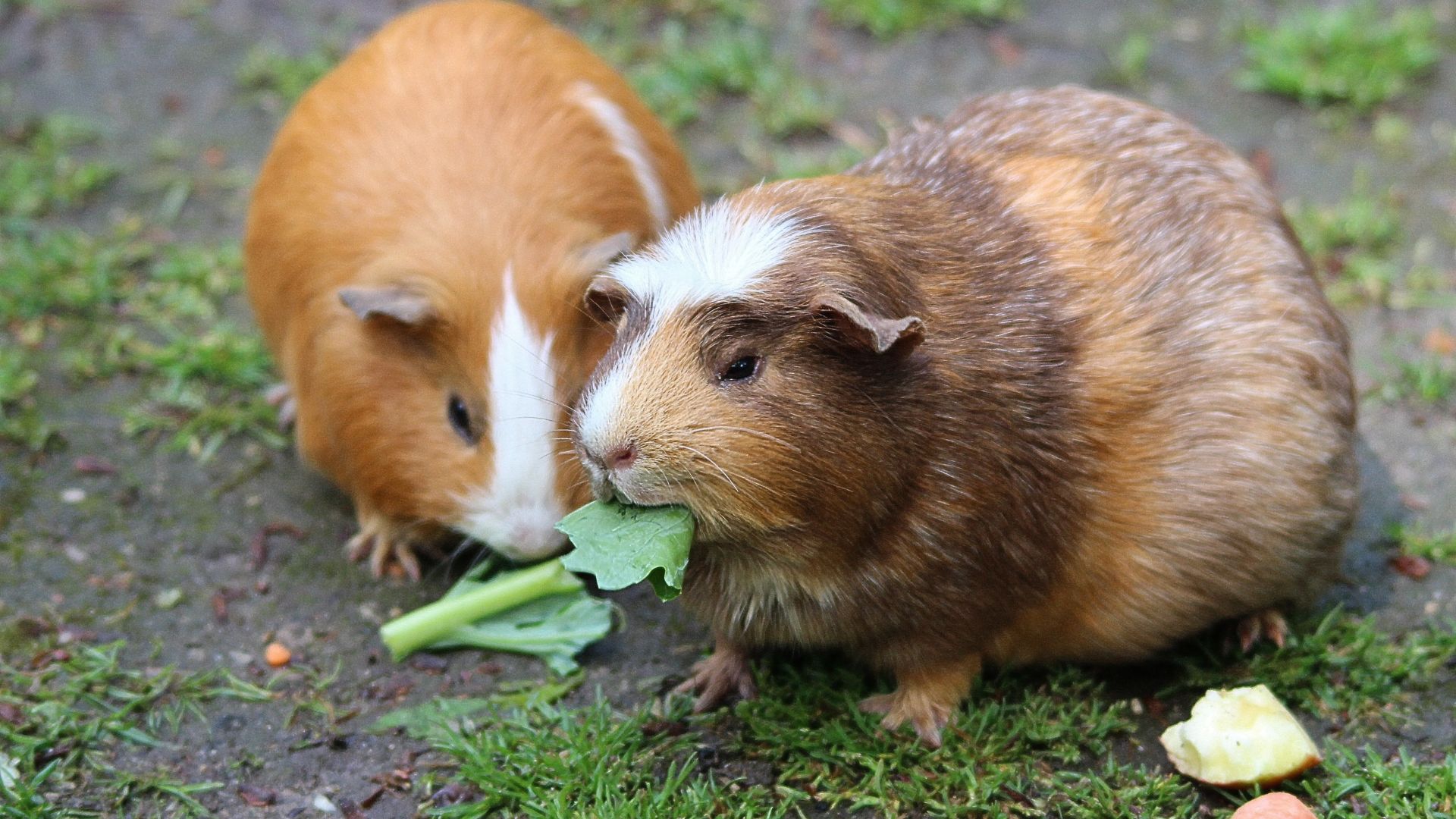 How To Take Care Of Your Guinea Pig