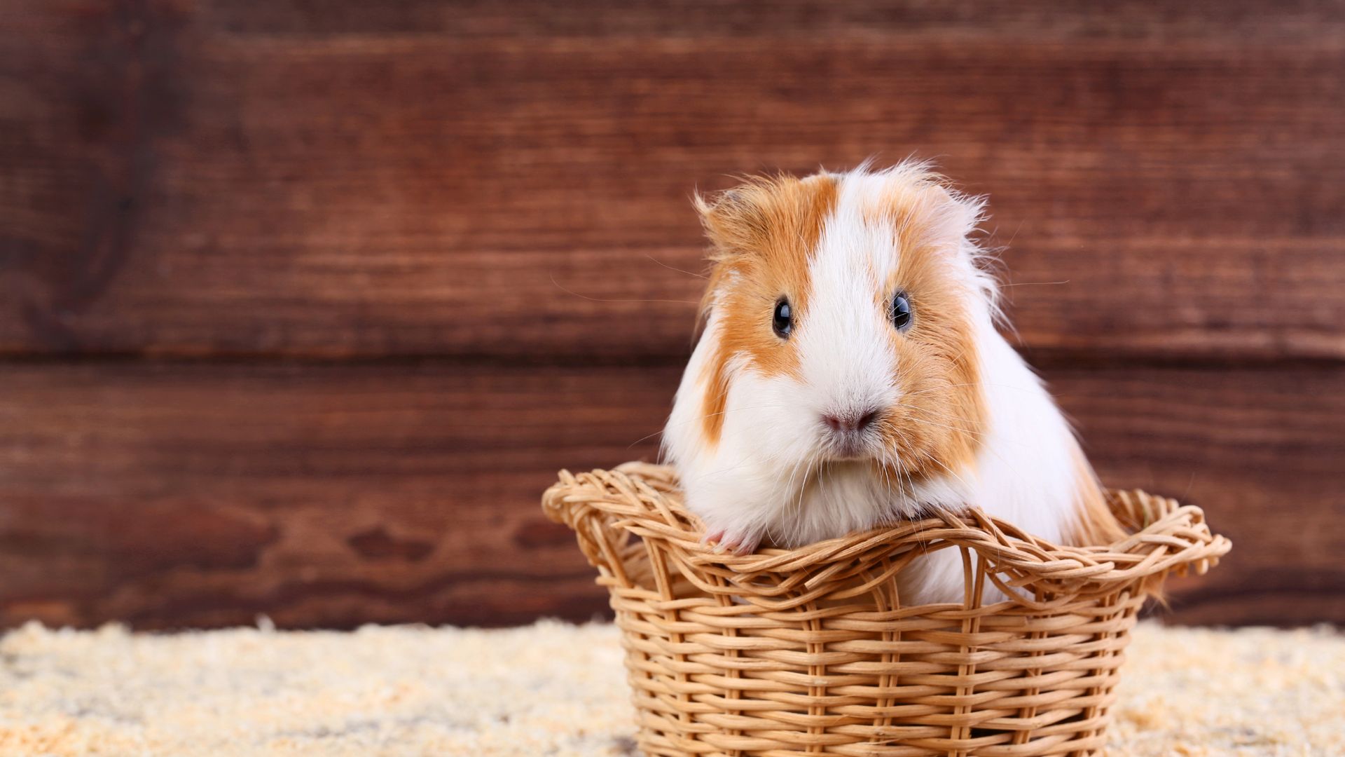 Guide To Taking Care Of Your Guinea Pig